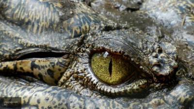 Восемнадцатилетний парень попал в пасть крокодилу во время ритуала для "хорошего здоровья" - nation-news.ru - India - штат Уттар-Прадеш