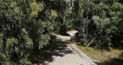 В славском лесу заблудился трёхлетний мальчик (обновлено) - klops.ru