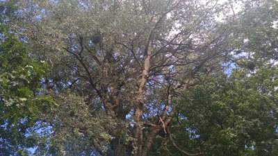 Во Львове "полечат" самое большое дерево города, которому около 200 лет - ru.espreso.tv - Украина - Киев - Львов