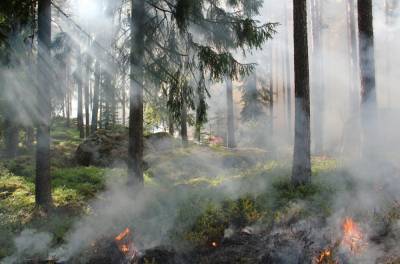 В Башкирии сгорел крупный участок леса - bash.news - Башкирия - район Зилаирский