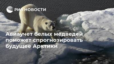 Авиаучет белых медведей поможет спрогнозировать будущее Арктики - ria.ru - Арктика