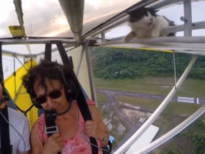 Во Франции кошка случайно научилась летать - golos.ua - Украина - Франция - Французская Гвиана