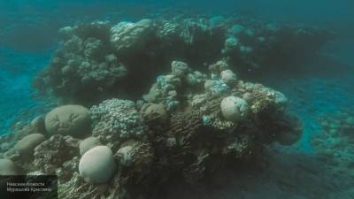 "Невозможные" организмы обнаружены на дне моря - newinform.com