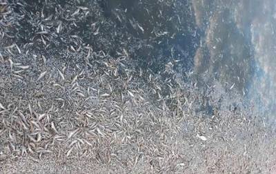 На Херсонщине погибли полтора миллиона рыб - korrespondent.net - Херсонская обл. - Херсонская Область