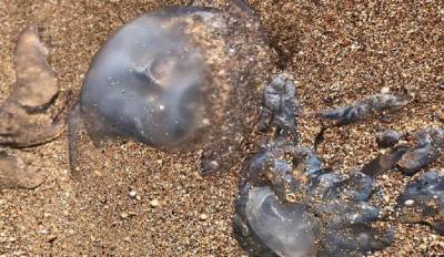 Очевидцы: Огромные медузы заполонили Азовское море - privet-rostov.ru - Краснодарский край - район Ейский