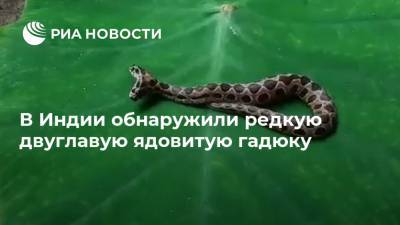 В Индии обнаружили редкую двуглавую ядовитую гадюку - ria.ru - Москва - Индия - штат Махараштра