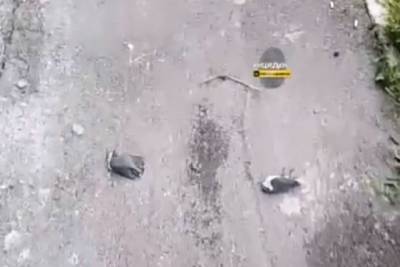 Десятки мертвых птиц: находка во дворе дома шокировала новосибирцев - novos.mk.ru - Новосибирск