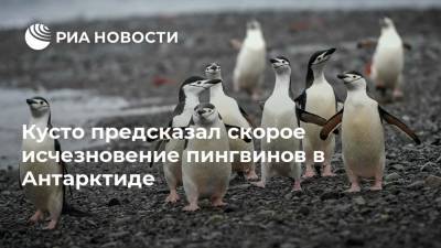Кусто предсказал скорое исчезновение пингвинов в Антарктиде - ria.ru - Москва - Антарктида - Аргентина - шт. Калифорния