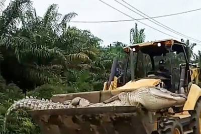 Суеверные жители деревни сочли огромного крокодила демоном и обезглавили его - lenta.ru - Indonesia