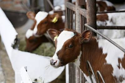 В Краснодарском крае поголовье крупного рогатого скота увеличилось более чем на 18 тысяч голов - kubnews.ru - Краснодарский край