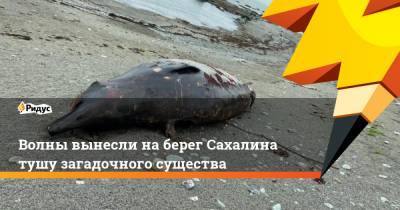 Волны вынесли на берег Сахалина тушу загадочного существа - ridus.ru