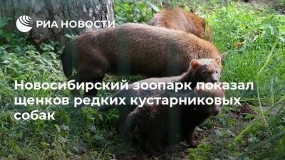 Новосибирский зоопарк показал щенков редких кустарниковых собак - ria.ru - Москва - Новосибирск