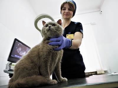 Ветеринары Москвы рассказали, какие породы питомцев чаще всего попадают на прием - vm.ru - Москва
