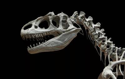 Ученые открыли новый вид динозавров - korrespondent.net - Украина - Англия