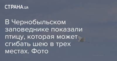 В Чернобыльском заповеднике показали птицу, которая может сгибать шею в трех местах. Фото - strana.ua