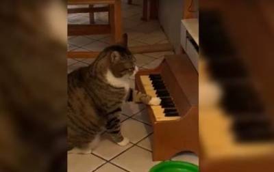 Американка научила кота играть на пианино - Cursorinfo: главные новости Израиля - cursorinfo.co.il - США - Израиль