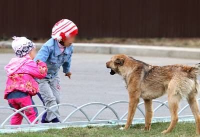 В одном из отдаленных поселков Бурятии детскую площадку оккупировала стая злобных собак, но ловить их никто не хочет - infpol.ru - респ.Бурятия