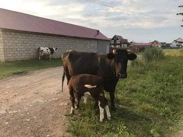 Нарисованные глаза на ягодицах коров эффективно отпугивают хищников - ufacitynews.ru - Ботсвана