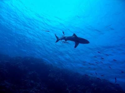 Зоологи обнаружили живых акул в кратерах вулканов - actualnews.org - шт.Флорида - Соломоновы Острова