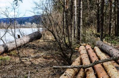 Прокуратура выяснила, как будут вырубать лес у Байкала - eadaily.com - Россия - Северобайкальск