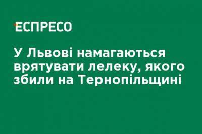 Во Львове пытаются спасти аиста, которого сбили на Тернопольщине - ru.espreso.tv - Львов - Тернопольская обл.