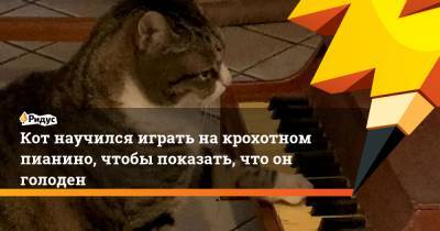 Кот научился играть на крохотном пианино, чтобы показать, что он голоден - ridus.ru