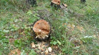В Пензенском районе браконьеры срубили сосны почти на 860 000 руб. - penzainform.ru