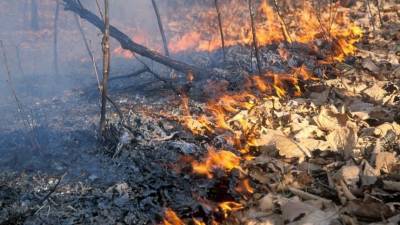 Парашютисты-десантники высаживаются в самое пекло горящих лесов в Якутии - 5-tv.ru - респ. Саха - Югра - Забайкальский край