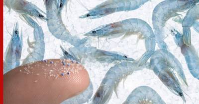 Ученые обнаружили пластик в пяти видах морепродуктов - profile.ru - Австралия