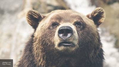 Кузбассовец встретил медведя рядом со своим домом - inforeactor.ru - Прокопьевск