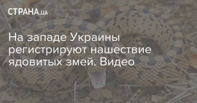 На западе Украины регистрируют нашествие ядовитых змей. Видео - strana.ua - Украина