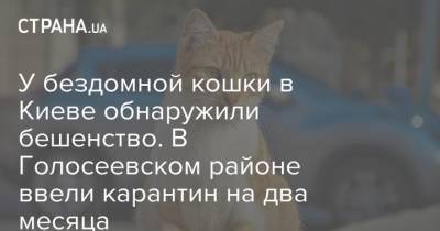 У бездомной кошки в Киеве обнаружили бешенство. В Голосеевском районе ввели карантин на два месяца - strana.ua - Украина - Киев - район Голосеевский