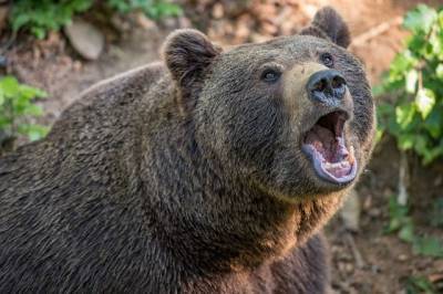 Дикие гости. В крае слишком много медведей и слишком мало охотников - hab.aif.ru