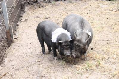 Ещё один очаг африканской чумы свиней выявили в Хабаровском крае - hab.aif.ru - Хабаровский край