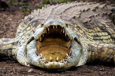Ученые подтвердили, что древние крокодилы охотились на динозавров - vkcyprus.com - США - Украина - New York - Техас - Мексика - штат Монтана - штат Айова