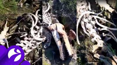На Ямале нашли скелет гигантского существа - newsland.com - Салехард