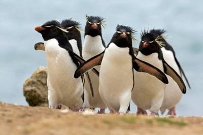 В Новой Зеландии откопали редкого хохлатого пингвина - vkcyprus.com - Новая Зеландия