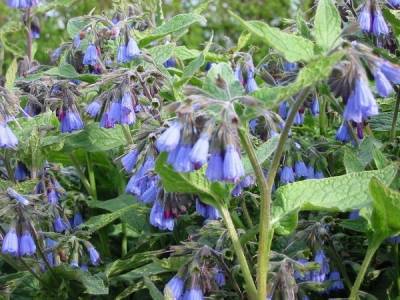 Чай из цветков живокости поможет от головной боли, а настой – при гипертонии и цистите - real-vin.com - Украина