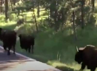 Джон Рид - В Южной Дакоте бизон напал на 54-летнюю женщину - news.am - Армения - штат Южная Дакота