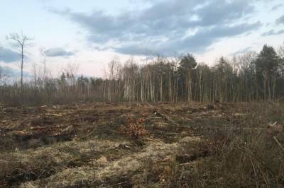 Андрей Малеванный - На Украине продолжаются масштабные незаконные вырубки леса - news-front.info - Украина