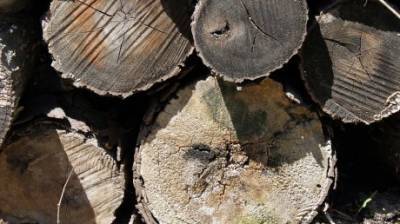 За 7 месяцев пензенские браконьеры срубили лес почти на 6 млн рублей - penzainform.ru - Пензенская обл.