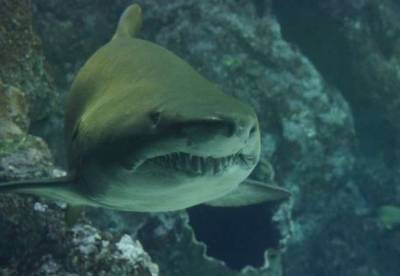Ученые обнаружили мутировавших акул в кратерах вулканов - facenews.ua - Украина - шт.Флорида - Соломоновы Острова