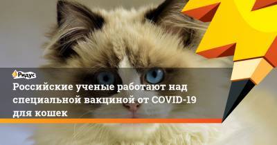 Сергей Данкверт - Российские ученые работают над специальной вакциной от COVID-19 для кошек - ridus.ru