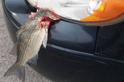 Упавшая с неба рыба застряла в бампере движущегося автомобиля - lenta.ru - штат Теннесси - USA - Нэшвилл