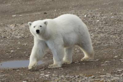 В Арктике начали снимать фильм о белых медведях - lenta.ru - Россия