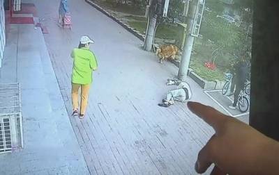 В Китае упавший с высоты кот покалечил пенсионера - korrespondent.net - Китай - штат Теннесси - USA - Минск