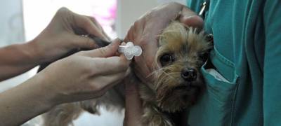 Сергей Данкверт - В России приступили к разработке вакцины от COVID-19 для животных - stolicaonego.ru - Россия