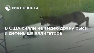 В США сняли на видео драку рыси и детеныша аллигатора - ria.ru - Москва - США - шт.Флорида