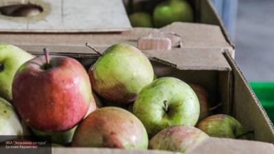 Алексей Калинчев - Диетологи назвали яблоко калорийным продуктом - newinform.com