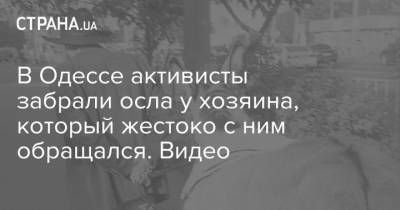 В Одессе активисты забрали осла у хозяина, который жестоко с ним обращался. Видео - strana.ua - Одесса